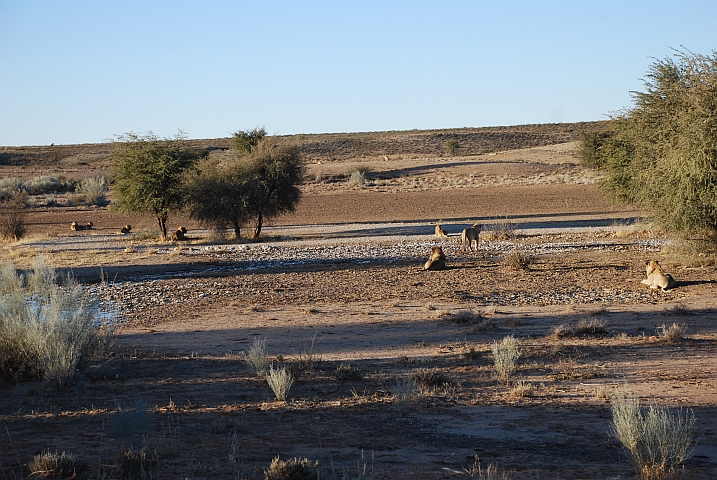 Löwen, soweit das Auge reicht!
