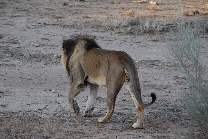 Löwe mit der für die Kalahari typischen dunklen Mähne