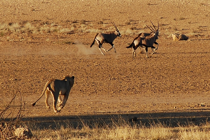 Löwe jagt erfolglos drei Oryx