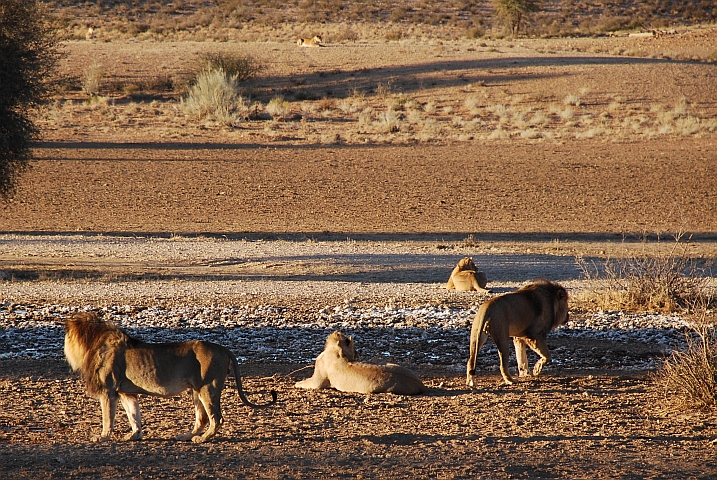 Ein Teil des Löwenrudels