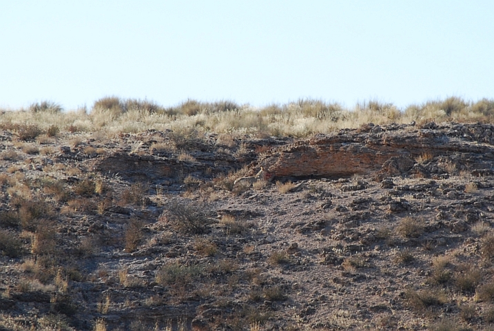 Die Löwin beim Frühstück