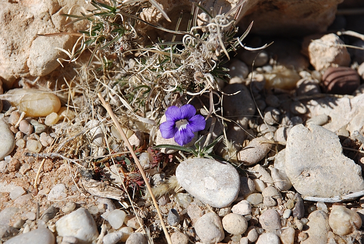 Enzian der Kalahari, oder so