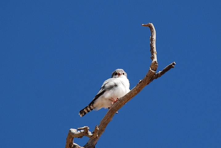 Pygmy Falcon (Halsband-Zwergfalke)