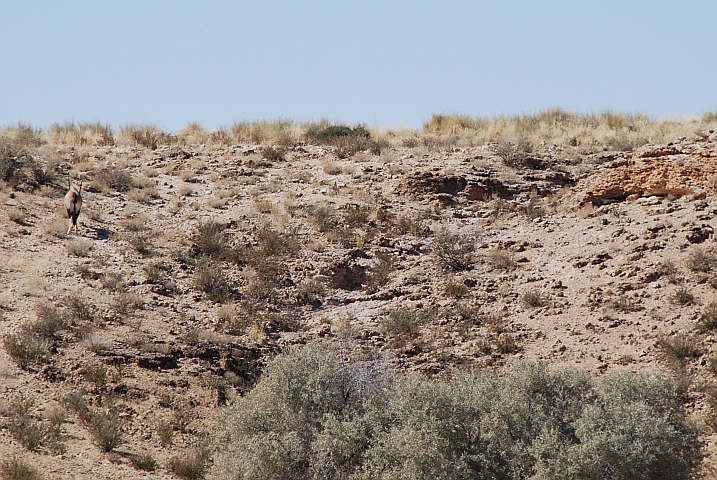 Das Oryx nimmt einen Augenschein und die Löwin guckt