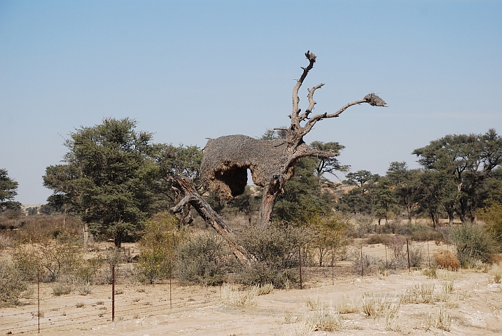 Ein riesiges Siedlerwebervögelnest unterwegs