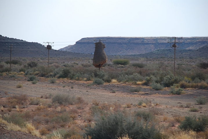 Telefonstangen statt Bäume als Siedlerwebervögelnest-Gerüst