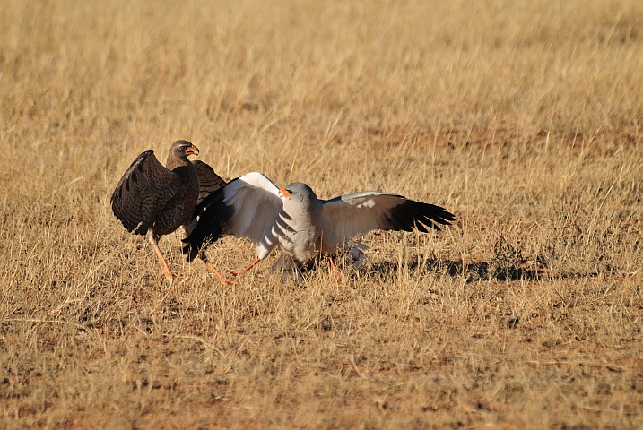 Pale Chanting Goshawks kämpfen um Beute