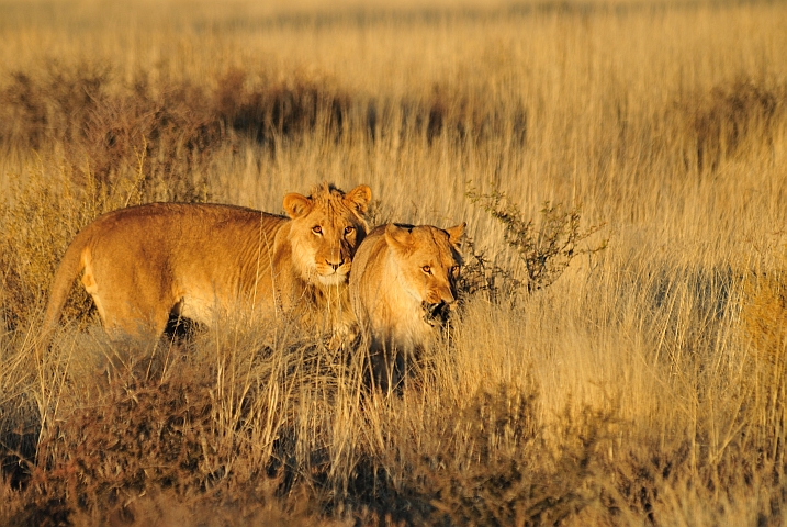 Das Löwenpaar ist immer noch da
