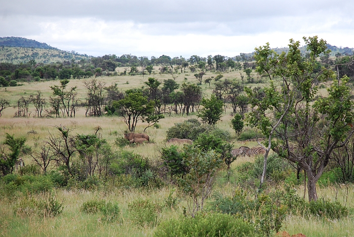 Nashörner und Zebras