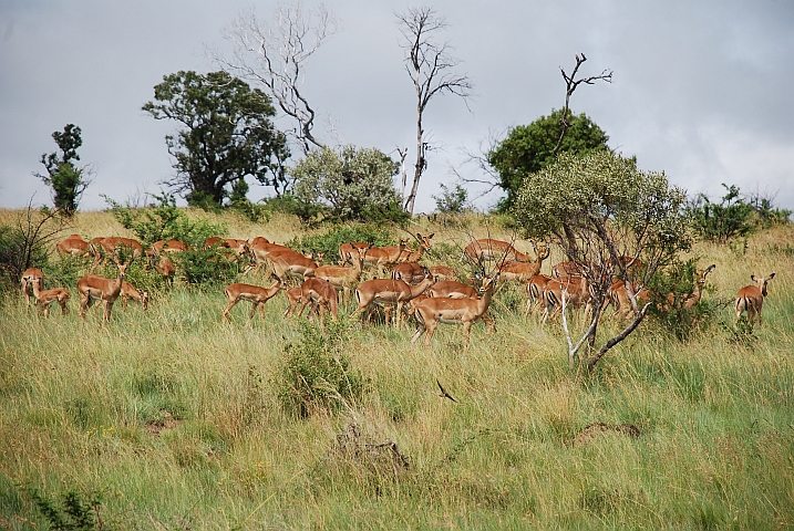 Impalas
