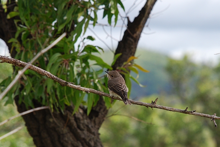 Einer der schwierig zu bestimmen ist und deshalb ohne Gewähr: Spotted Flycatcher (Grauschnäpper)