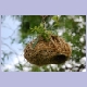 Ein Webervogelnest