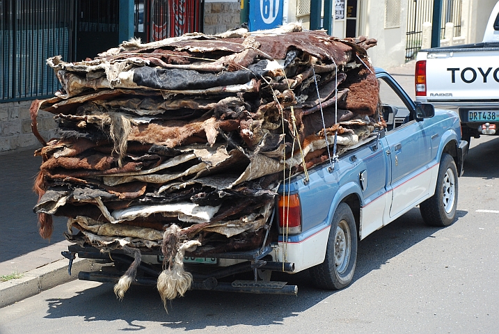 Was aus diesen Kuhhäuten wohl entsteht?
