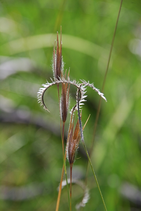 Gräser im Golden Gate Nationalpark