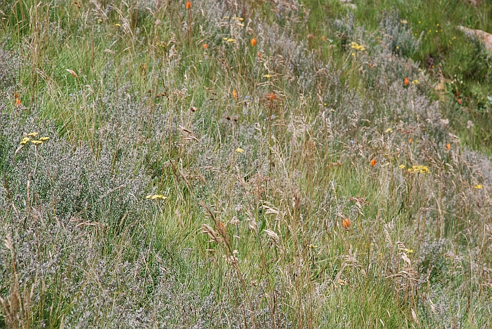 Fast wie eine Alpwiese