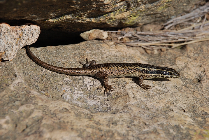 Eidechse beim Sonnenbad
