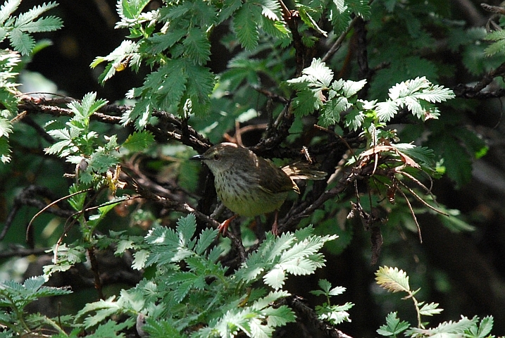 Drakensberg Prinia (Gelbbauchprinie)