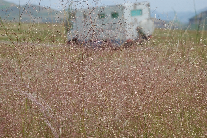 Ganz fein blühendes Gras