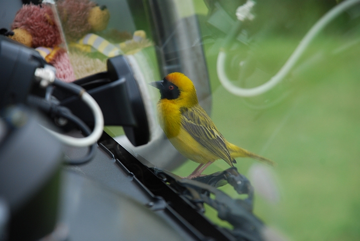 Ein Southern Masked Weaver (Maskenweber) (m) steht auf Obelix’ Scheibenwischer