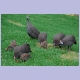 Helmeted Guineafowl (Helmperlhühner) mit Jungen