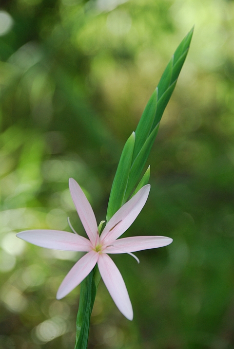 Blume im Royal Natal Nationalpark