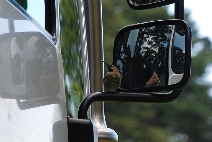 Ein Double-collared Sunbird besucht Obelix