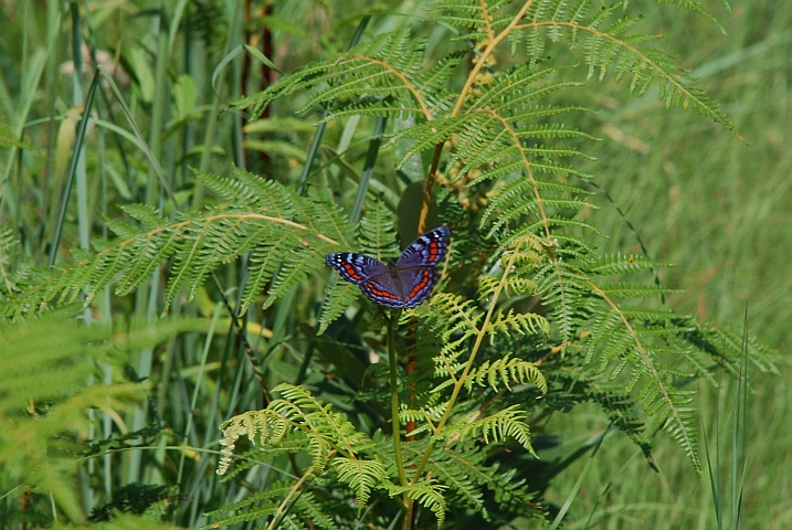 Wunderschöner Schmetterling