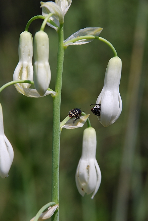 Im Royal Natal Nationalpark gibt es...