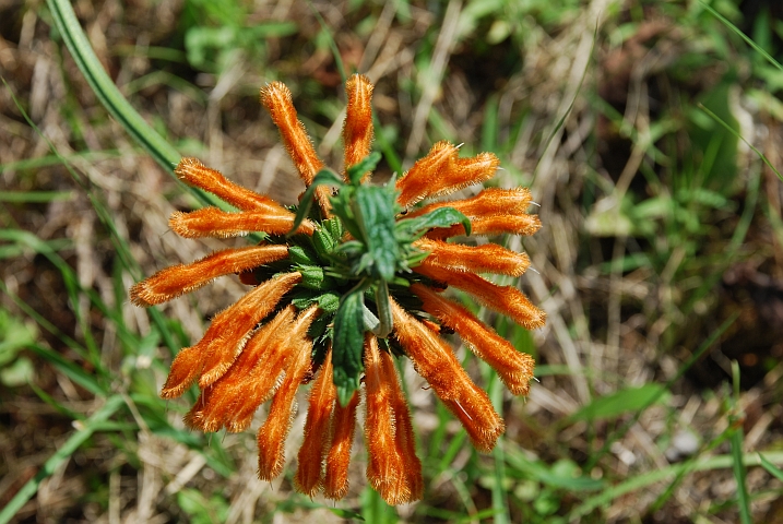 ...viele Blumen zu entdecken
