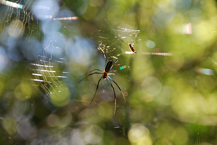 Spinne im Netz