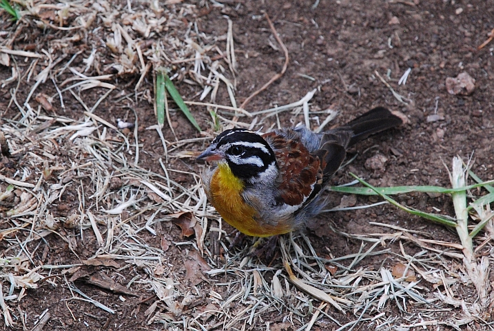 African Golden-breasted Bunting (Gelbbauchammer)