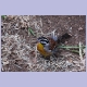 African Golden-breasted Bunting (Gelbbauchammer)
