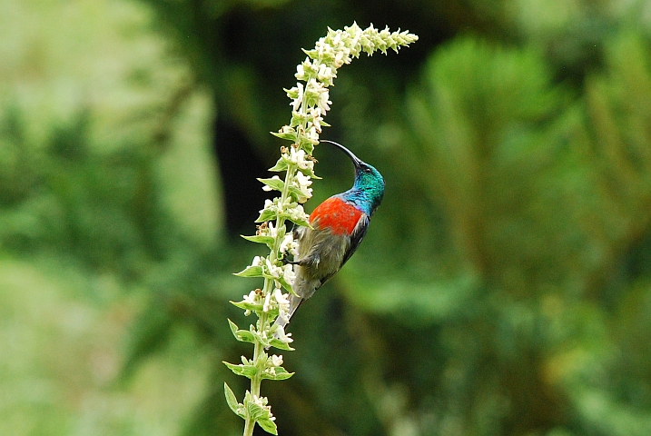 Greater Double-collared Sunbird (Doppelband-Nektarvogel) (m)
