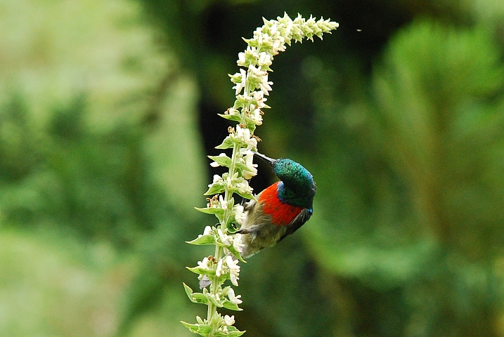 Greater Double-collared Sunbird (Halsbandnektarvogel)