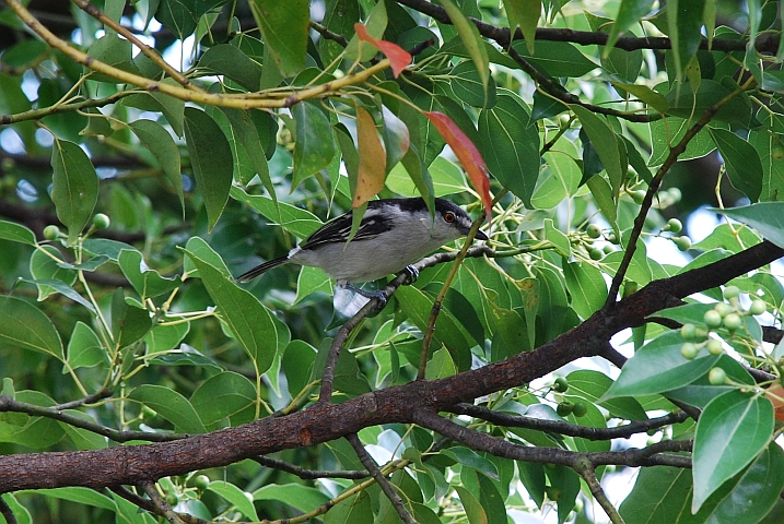 Black-backed Puffback (Schneeballwürger) (f)