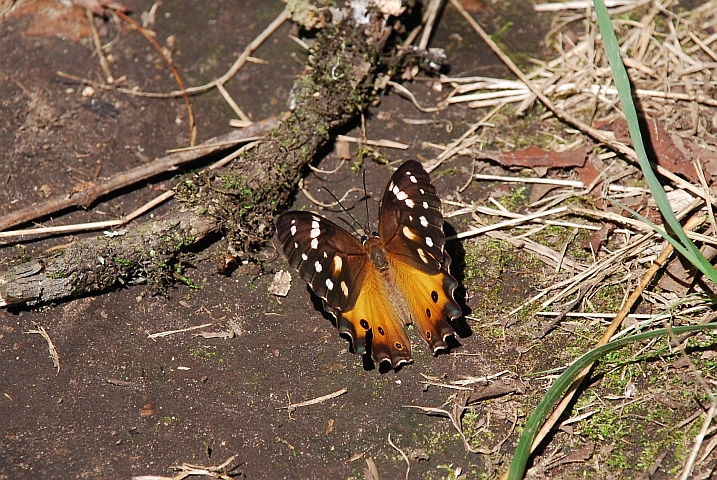 Hübscher Schmetterling in den Drakensbergen