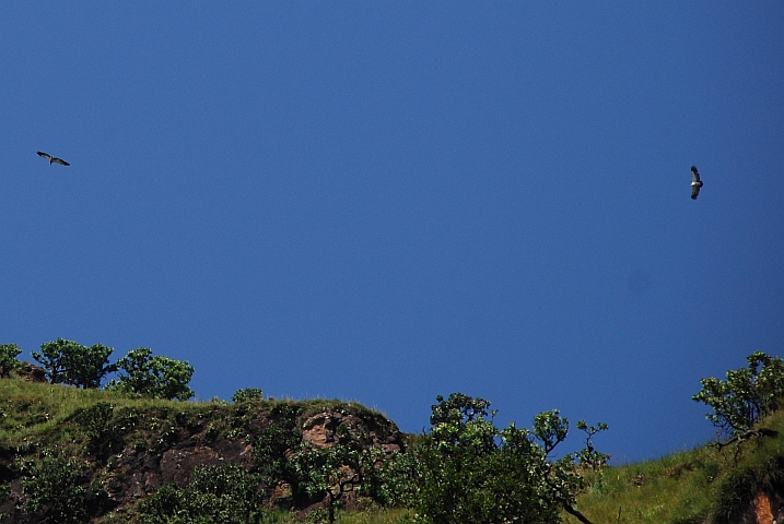 Zwei der vier Cape Vulture (Kapgeier) die über einer Krete kreisen
