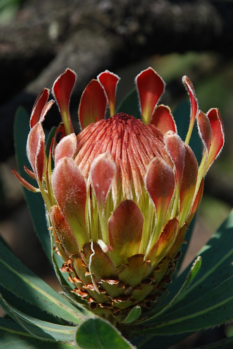 Protea-Blüte kurz vor...