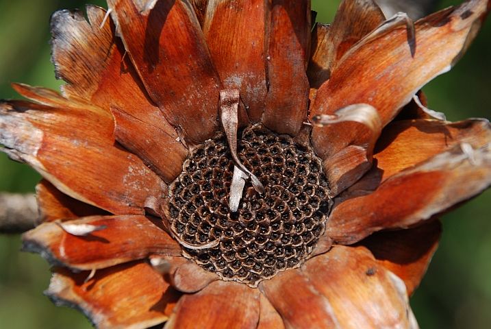 ...und lange nach dem Aufblühen