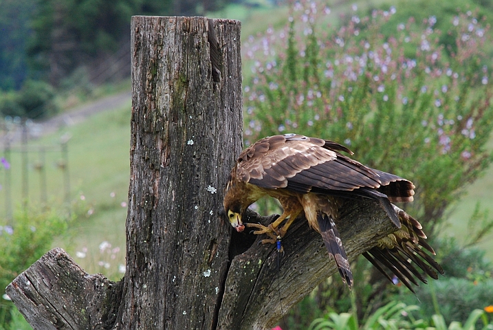 Der African Harrier-Hawk (Höhlenweihe) holt seine Beute aus Baumhöhlen