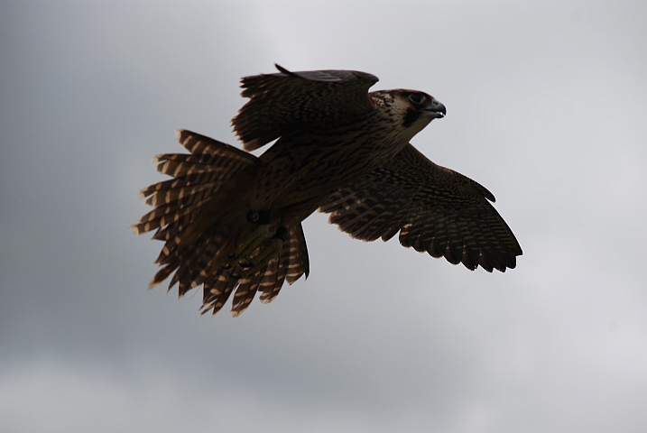 Junger Peregrine Falcon (Wanderfalke) im Flug