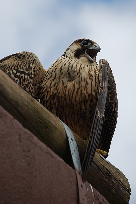 Der Peregrine Falcon (Wanderfalke) wirft sich in Pose