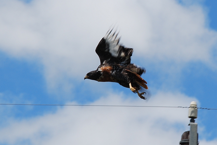 Ein Jackal Buzzard (Felsenbussard) startet von einer Telefonstange