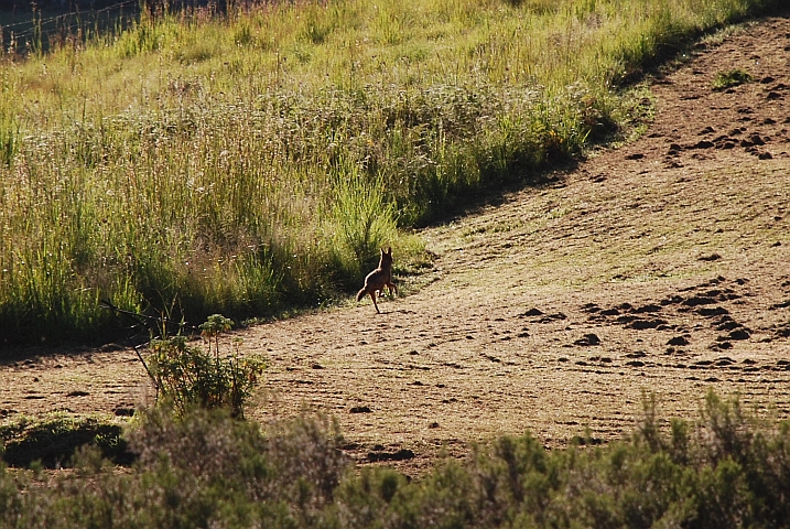 Ein Kapfuchs macht sich aus dem Staub