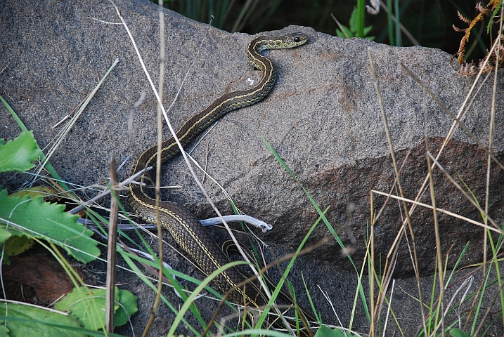 Schlange im Lotheni Nationalpark der Drakensberge