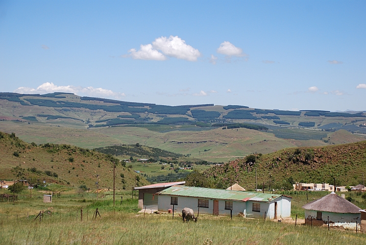 Forstwirtschaftliche Bauminseln
