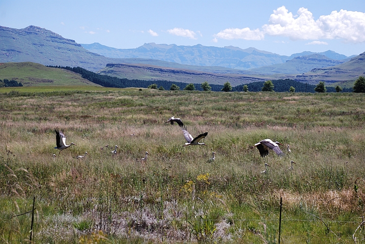 Dutzende von Weissstörchen auf einem Feld