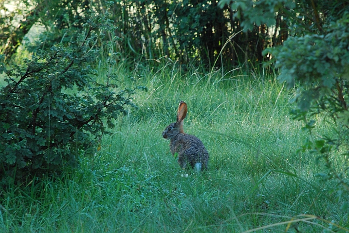 Meister Lampe ist auch Frühaufsteher