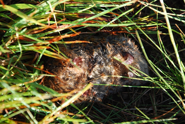 Diese kleine Kugel ist ein Maulwurf