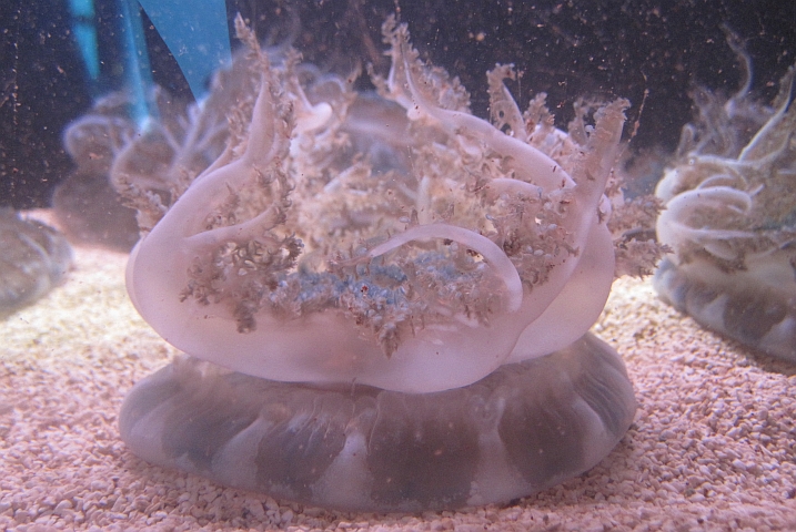 Eine Qualle die nicht schwimmt, sondern kopfunter auf dem Meeres- bzw. Aquariumboden steht